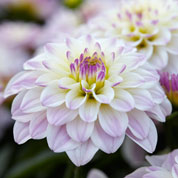 Dahlia Gallery 'Monet'